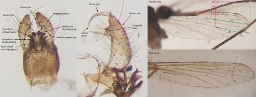 Réf. 268 197 : Culex pipiens